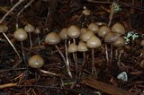 Psilocybe pelliculosa image