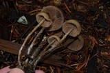 Psilocybe pelliculosa image