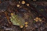 Psilocybe pelliculosa image