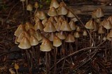 Psilocybe pelliculosa image