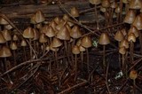 Psilocybe pelliculosa image
