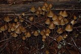 Psilocybe pelliculosa image