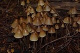 Psilocybe pelliculosa image