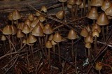 Psilocybe pelliculosa image