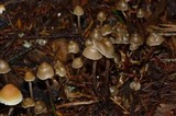 Psilocybe pelliculosa image