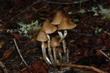 Psilocybe pelliculosa image
