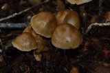 Psilocybe pelliculosa image