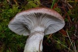 Gomphidius subroseus image