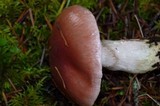 Gomphidius subroseus image