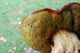 Boletus regineus image