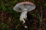 Gomphidius subroseus image