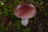 Gomphidius subroseus image