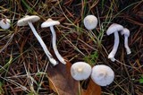 Inocybe lilacina image