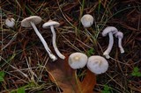 Inocybe lilacina image