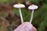 Inocybe lilacina image