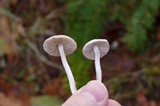 Inocybe lilacina image