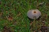 Parasola auricoma image