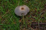 Parasola auricoma image