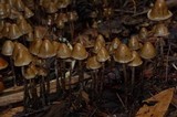 Psilocybe pelliculosa image