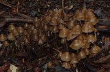 Psilocybe pelliculosa image