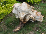 Bondarzewia occidentalis image