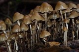 Psilocybe pelliculosa image