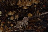 Psilocybe pelliculosa image