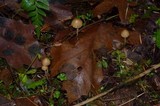 Psilocybe pelliculosa image