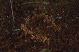 Psilocybe pelliculosa image