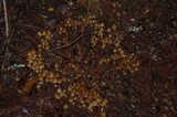 Psilocybe pelliculosa image