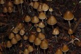 Psilocybe pelliculosa image