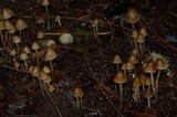 Psilocybe pelliculosa image