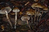 Psilocybe pelliculosa image