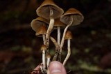 Psilocybe pelliculosa image