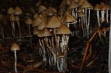 Psilocybe pelliculosa image