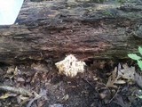 Hericium americanum image