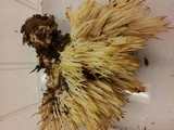 Hericium americanum image