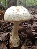 Amanita daucipes image