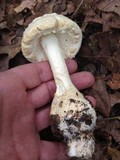 Amanita daucipes image