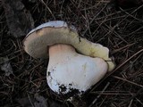 Boletus regineus image