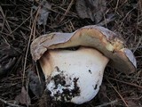 Boletus regineus image