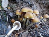 Psathyrella piluliformis image