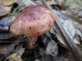 Tricholoma dryophilum image