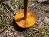 Cortinarius uliginosus image