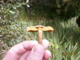 Cortinarius uliginosus image