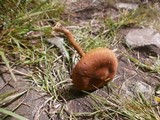 Cortinarius uliginosus image