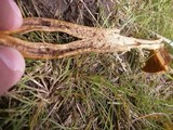 Cortinarius uliginosus image