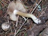 Inocybe brunnescens image