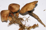 Macrocystidia cucumis image