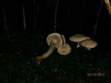 Pholiota lenta image